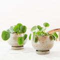 2 Pilea Peperomioides Plants Indoor Live, Pilea Peperomioides Plants No Pot Live Indoor Houseplants