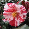 9 Months Old Camellia Tree Live Plant, Camellias Plants Shrub, Large Flower Well-Rooted in Pot, Indoor Outdoor, Cold Hardy (Tri Color)
