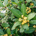 Bay Leaf Tree, Live Laurus Nobilis Plant in 4” Pot, 8-10" Sweet Bay Laurel Herb for Container or Garden Planting