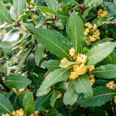 Bay Leaf Tree, Live Laurus Nobilis Plant in 4” Pot, 8-10" Sweet Bay Laurel Herb for Container or Garden Planting