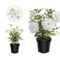 Hibiscus Rose of Sharon Plant Live, 4" Potted Althea Syriacus Flowers for Spring Planting, Hardy Shrub with Vibrant Blooms (White)