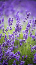French Lavender Plants Live Herb Plug Size, Well Rooted, from 2 to 6 Inc Tall Starter Plant, Summer Planting
