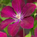Red Clematis Vine Plant Live for Planting, Red Velvet Fragrant Clematis Plant Live in 2.5 Inches Pot, Clematis Flowers Perennial