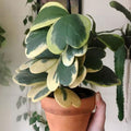 Live Variegated Hoya Kerrii Plant, Hoya for Pot or Hanging Basket, Live Indoor Plants for Home or Office