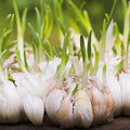Garlic Bulbs for Planting, 1/2 Lbs, 4 to 5 Garlic Bulbs for Growing