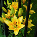 2 Yellow Lily Bulbs, Lily Flower Bulbs, Lily Bulbs for Spring Planting, Lilies Bulbs, Spring Flower Bulbs, Grow Well Indoor Outdoor