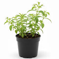 Stevia Plant 4" Pot, Live Stevia Herb Potted for Planting Outdoor Indoor Garden, Well Rooted