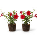 Set 2 Red Mandevilla Live Plants, 5-9" Tall Mandevilla Plant Potted, Well Rooted Perennial Flowers Shrub Plants, Ornamental Plants for Outdoors