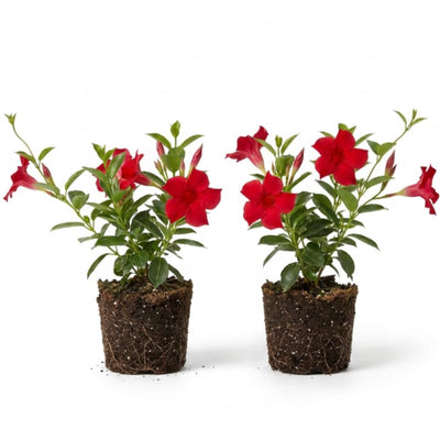 Set 2 Red Mandevilla Live Plants, 5-9" Tall Mandevilla Plant Potted, Well Rooted Perennial Flowers Shrub Plants, Ornamental Plants for Outdoors