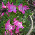 1-2 Ft Purple Magenta Rhododendron Plants Live, Azalea Rhododendron Bush Shrubs in 1 Gallon Pot for Planting, Azalea Bush Ready Plant, Live Rhododendron Plant Azalea