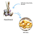 1 Pound Hard Neck Garlic for Planting in Fall, Assorted Mixed Garlic Bulb for Planting, Fresh and High Yield, Cold Hardy, Planting Softneck Hardneck