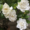 White Gardenia Plants, Fragrant Jasmine Gardenia Plant in 4 Inch Pot, Hardy Perennial Flowers Plant Potted for Planting