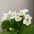African Violets Plant Live in 4'' Pot, Fast-bloming Indoor Outdoot Flowering Plant with Vibrant Blooms (Blue African Violet)