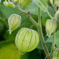 Cape Gooseberry Plant Live, 6-10 Inch Tall in 4" Pot, Golden Berry Perennial Fruit Plant for Outdoor Growing