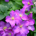 Clematis Vine Plants Live in Pot, 8 Months Old Seedlings Climbing Flowering, Outdoor Trellis Fences, Cold Hardy (Light Pink Clematis)