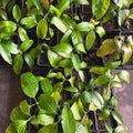 Combo 2 Sweet Ataulfo Mango Trees Live Plants in 4 Inches Pot, Hardy in Zones 9-11, Starter Seedling 5 to 6" Tall, Tropical Flavor
