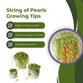 Variegated String of Pearls Plant Live, Succulent Trailing Vine, Indoor Houseplant Live in Pot