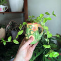 Gold Tradescantia Live Plant 2.5 Inches Pot, House Plant, Trailing Plant Live