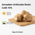 10 Jerusalem Artichoke Tubers, Sunchokes Sunroots for Planting, Large Size, Hardy Perennial Artichoke Roots Vegetables for Garden