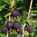 1 Black Velvet Gooseberry Plant Live for Planting, 5-9 Inc Tall, Black Gooseberry Bush Live Plant, Gooseberry Shrub Starter Plant
