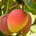 Sweet Mango Tree Live Plant, 10-14" in Tall, Mango Plant Live for Planting Home Garden, in Pot, Well-Rooted Tropical Fruit Tree