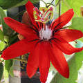2 Abundant Bloom Red Passion Flower Plants Live, Red Passiflora Live Plant for Trailing, Climbing Trellis Outdoor, 5-9" in Tall, Perennial, Fragrant