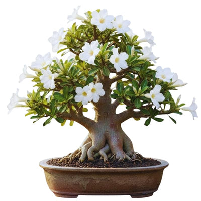 Desert Rose Plant Live, White Adenium Desert Rose Plant, 5 to 7 Inches Long, Cactus Succulent Plant Perennial Flowering