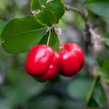 Set 2 Barbados Cherry Tree, Edible Cherry Fruit Tree, 4-7 Inch Tall Tropical Fruit Plant for Outdoor Garden Growing