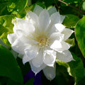 White Clematis Live Plant in 2.5" Pot, Flowering Climbing Clematis Vine Starter for Outdoor Garden and Trellis, Well Rooted