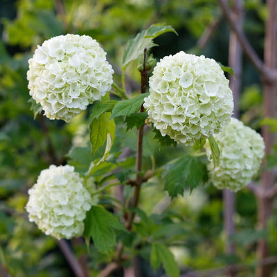 Japanese Snowball Viburnum Tree Live Plant Shrub in Pot, 8 Months Old Bush Ready to Grow Ready to Grow Outdoor Fragrant, 6-12"