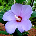 Hibiscus Rose of Sharon Plant Live, 4" Potted Althea Syriacus Flowers for Spring Planting, Hardy Shrub with Vibrant Blooms (Light Purple)