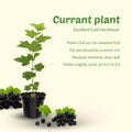 Black Currant Live Fruit Plant, 6-12" Tall Starter Shrub for Garden, Patio, and Outdoor Spring Growing