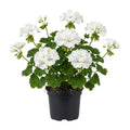 2 White Geranium Plants, Live Flowering Geranium Plant for Outdoor Indoor Garden, Spring Flowers, Hardy and Well Rooted, 2 Plants per Pot, 4-6 Inch Tall