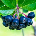 Viking Chokeberry Plant Live, Aronia Plants Shrub Bush, Chokecherry Like, 6 to 12 Inc Plant (Black)
