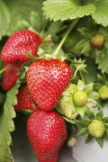 Pack 12 Strawberry Plant Live for Planting Outdoors, Edible Fruits, Large Sweet Fruit, Strawberry Bareroots for Garden, Everbearing Strawberry Plants
