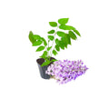 Purple Wisteria Tree Live Plant Well Rooted in 4 Inch Pot, Fragrant Wisteria Flowers for Outdoor Planting, 4 to 7 Inches Height