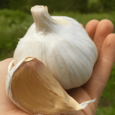 Pack 1 Pound, Mixed Garlic Bulbs for Planting, Hardneck Softneck Garlic Bulbs, for Gardening Outdoors