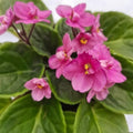 Pink African Violet Plants Live in Pot, Flowering Violets Indoor Outdoor Blooming, Vibrant Color Houseplant Décor Year-Round
