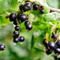 Black Currant Plant Live, Black Curant Bush Live Plant 5-9 Inch Tall, Curant Berry Fruit Tree Well Rooted