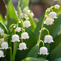 10 Lily of The Valley Flower Bulbs, Fragrant White Lily Flowers Bulbs, Lilies of The Valley Bulbs Perennial for Planting Outdoors