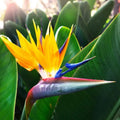 Live Bird of Paradise Plant, Yellow Bird of Paradise 4-6" Tall, No Pot