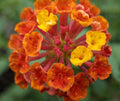 2 Lantana Plants Live, Lantana Live Plants for Planting Outdoors, Perennial Plants, Well Rooted, Red Lantana