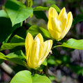 Yellow Magnolia Tree Live Plant, Magnolia Plant Live 6 to 12 Inches Tall, in 2.5 Inches Pot, Yellow Magnolia Bush Fragrant Magnolia Flowers