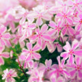 Pink White Creeping Phlox, Starter Phlox Live Plant, Well Rooted, Creeping Perennial Ground Cover