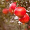Pack 2 Pomegranate Trees Live Plants Starter from 5 to 10 Inch Tall, Pomegranate Fruit Tree Houseplant Outdoors, Ready to Plant