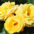 Yellow Rose Bush Plant Live, Fragrant Rose Bushes Plant Live, Rose for Planting, Starter Size, 4 to 10 Inc Tall