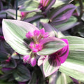 Live Tradescantia Nanouk Plant, Pink Wandering Jew Plant for Garden, Inch Plant Live, 6 Inc Pot