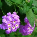 2 Purple Lantana Plants Live Trees, Ready to Bloom, Hardy Long Blooming Seasons, Vibrant Colorful Perennial Fragrant, 5-10" in Tall, Full Sun Growing