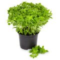 Set 6 Greek Basil Plants, 4 to 7 Inch Tall Herb Starter Plant, Without Pot, Live Basil Plant for Patio and Garden, Culinary Herbs Fragrant Leaves