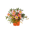 Oxalis Plant Live in 4 Inch Pot, Vibrant Flowering Shamrock Plant Well Rooted, Year-Round Decoration, Garden and Containers Growing